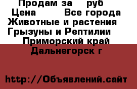 Продам за 50 руб. › Цена ­ 50 - Все города Животные и растения » Грызуны и Рептилии   . Приморский край,Дальнегорск г.